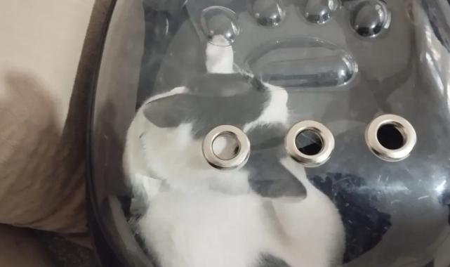 Kayseri Büyükşehir ‘Tofu’yu kurtardı