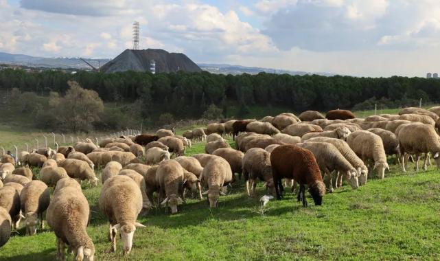 Kocaeli’de damızlık koç desteğiyle kuzulama oranları artıyor… Sürüler güçlendi, verim arttı