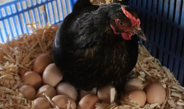 Kocaeli’de hibeli tavuk desteği üreticiye can suyu oldu