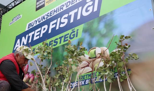 Konya’da antep fıstığı yaygınlaşıyor