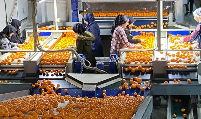 Mandalina ihracatı tarih yazıyor… 2023’ün rekorunu 2025’in 11 ayında kırdı