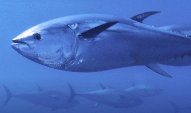 Mavi yüzgeçli orkinos kotası yüzde 20 arttı!