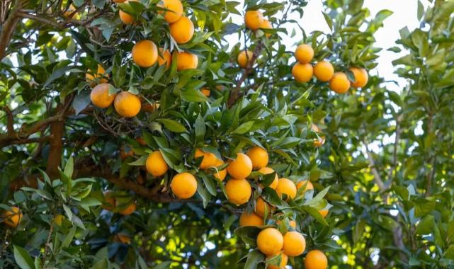 Mersin Kan Portakalı coğrafi işaret tescili aldı