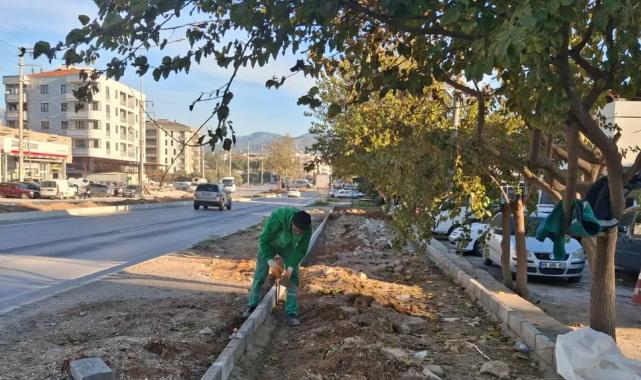 Muğla Milas’ın dört bir yanı yeşile bürünüyor