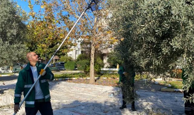 Muğla Milas’ın yeşil alanlarda zeytin hasadına devam ediyor