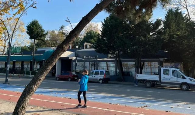 Ordu’da tehlike arz eden ağaçlar için güvenlik çalışması