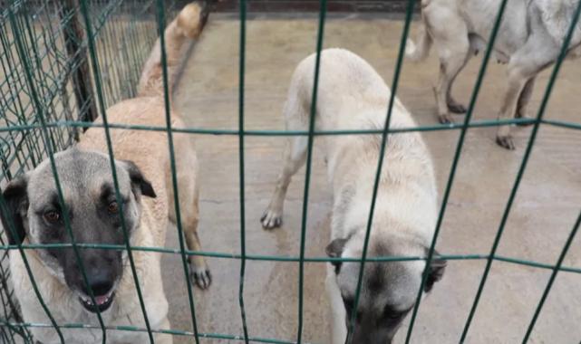 Sivas Belediyesi’nden sokak hayvanlarına modern barınak