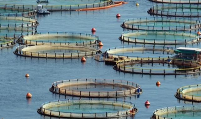 Türkiye, Akdeniz ve Karadeniz su ürünlerinde lider konumda