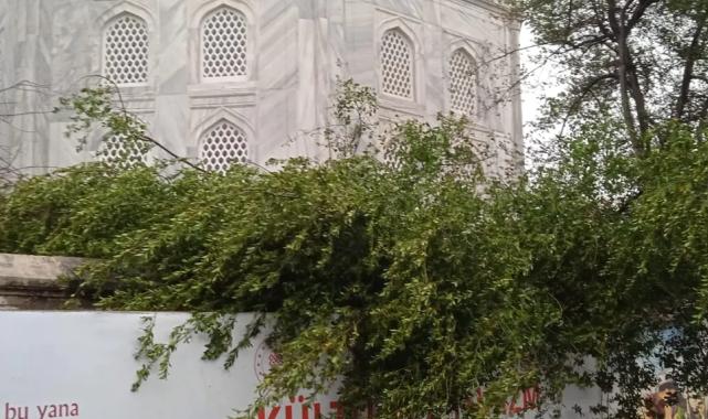 Ayasofya Camii’nde minare alem düştü! Bahçedeki ağaç kontrol altında