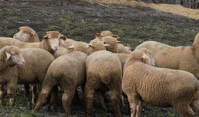 Balıkesir çiftçisine yüzde 100 hibeli damızlık desteği