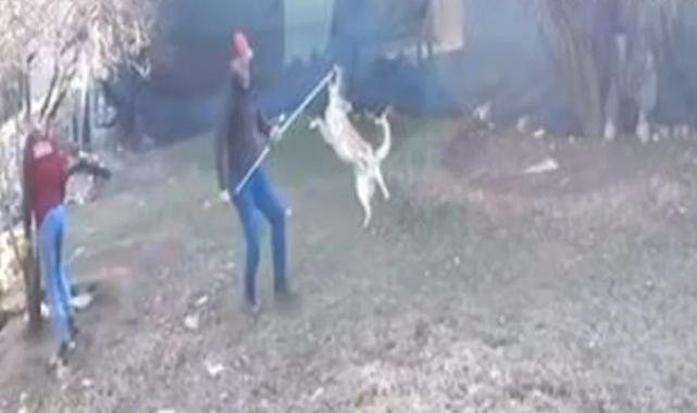 Elmalı’da köpek götürülme görüntüleri tepki çekti