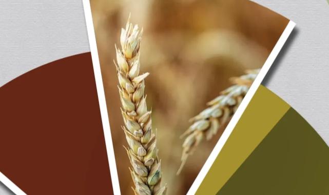 Hububat ve bakliyatta ekilişler gecikti, gelişim yavaşladı… TMO’dan fenolojik rapor alarmı!