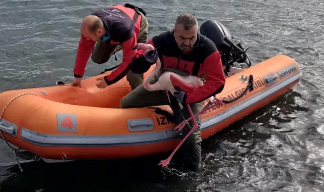 İzmir İtfaiyesi ayağına misina dolanan flamingoyu kurtardı