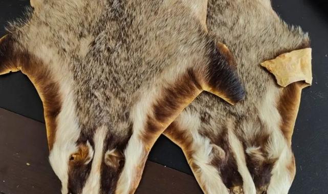 Kilis’te Suriye’den Türkiye’ye getirilen 5 hayvan postu bulundu