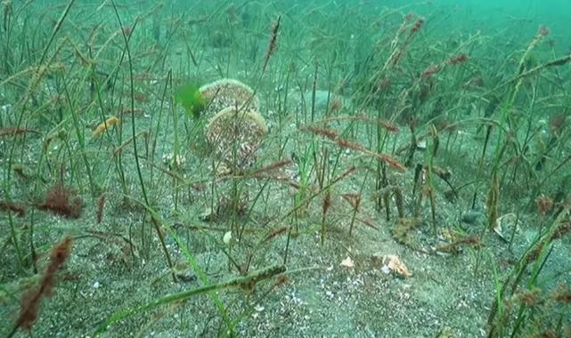Prof. Dr. Sarı’dan Belediye Başkanlarına çağrı: Marmara için denize inin!