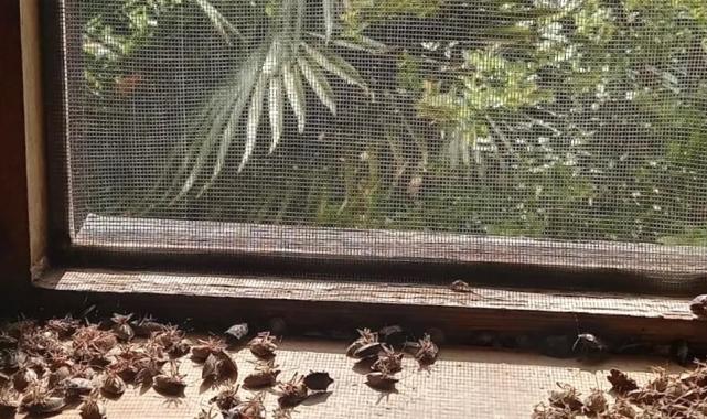 Sakaryalı akademisyenin feromonu esarete ‘ilaç’ oldu… Binlerce kokarcanın istila kabusunu TUTSAK’la bitirdi