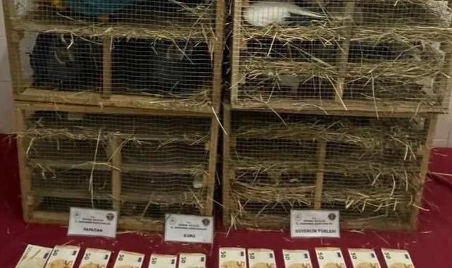 2025’te kaçak canlı hayvan ticareti darbe yedi… 85 bin 342 hayvan ele geçirildi