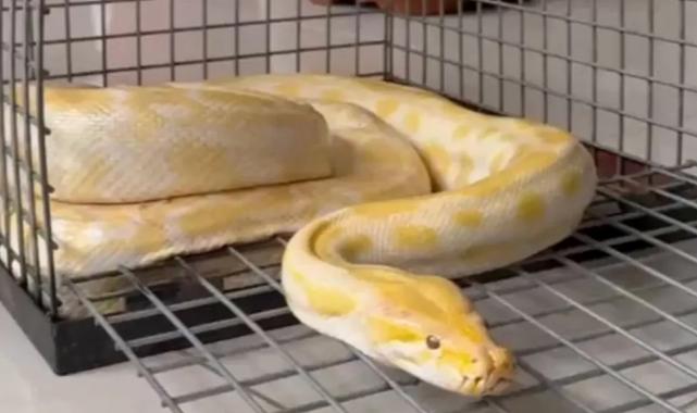 Denizli’de AVM’de sergilenen pitona el konuldu