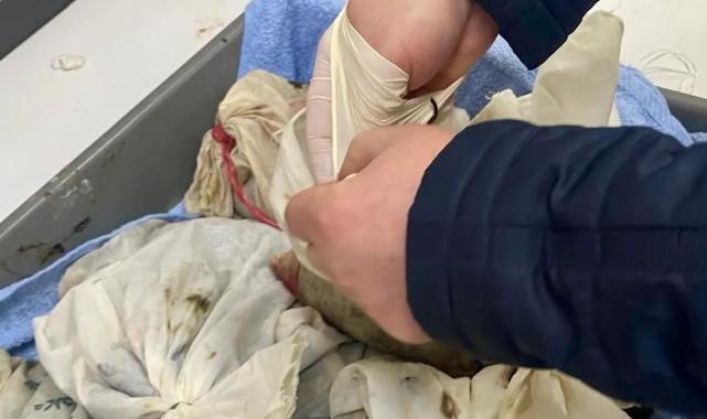 İstanbul Havalimanı’nda kaçak sülük operasyonu… 90 bin canlı tıbbi sülük ele geçirildi