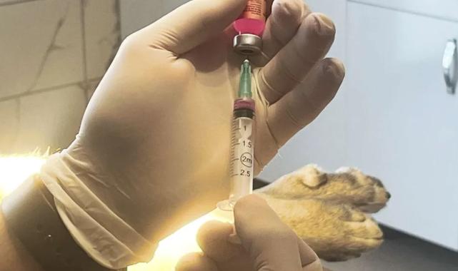 İstanbul Valiliği: Kentte son kuduz vakası 19 yıl önce görüldü