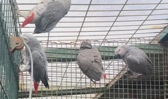 İstanbul’da kaçak yaban hayvanı operasyonu… 20 Afrika gri papağanına el konuldu