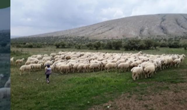 Kırsalda Bereket Projesi hazırlığı… 150 bin küçükbaş dağıtılacak
