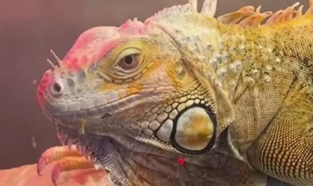 Samsun’da CITES operasyonu… 3 egzotik hayvana el konuldu