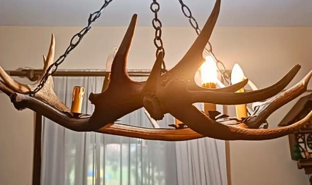 Tekirdağ kaçak tahnit ve trofe operasyonu… 40 parça ele geçirildi