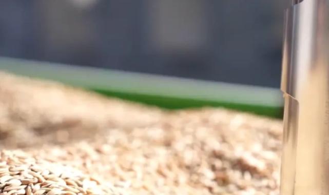 TMO’da çeltik alımları sürüyor