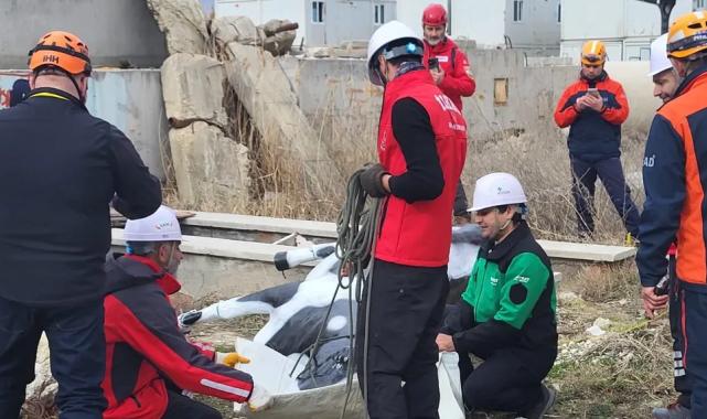 AFAD’dan uluslararası iş birliğiyle hayvan koruma projesi… RESQ-ANIMALS başladı