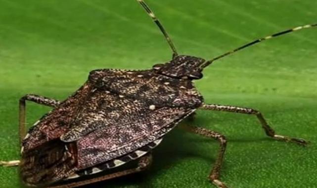 Bu böceği gördüğünüz yerde imha edin!