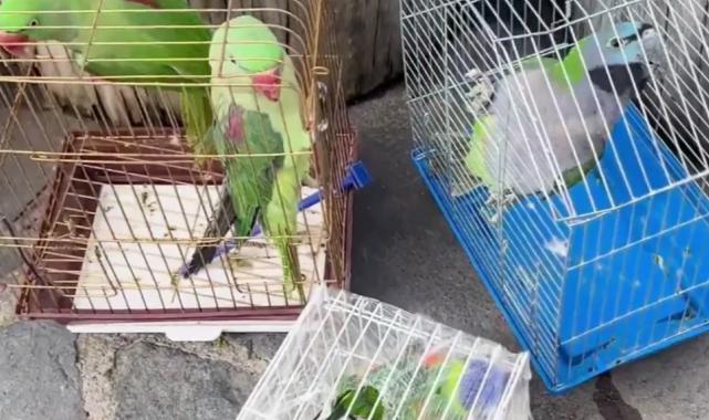 Eminönü’nde petshop denetimi… 39 papağan koruma altında