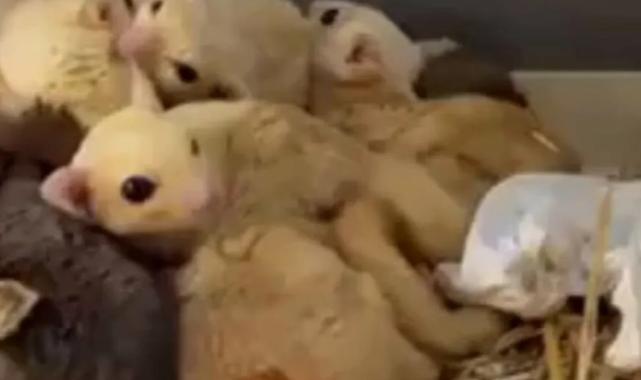 Isparta’da yasa dışı 35 hayvana el konuldu