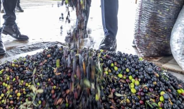 İzmir zeytini için dev adım… Zeytin ve zeytinyağı markalaşma yolunda