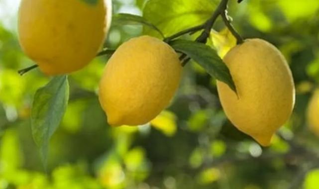 Limon ithalatına kapı açıldı! Limonda ‘gümrük’ yüzde 10’a düşürüldü