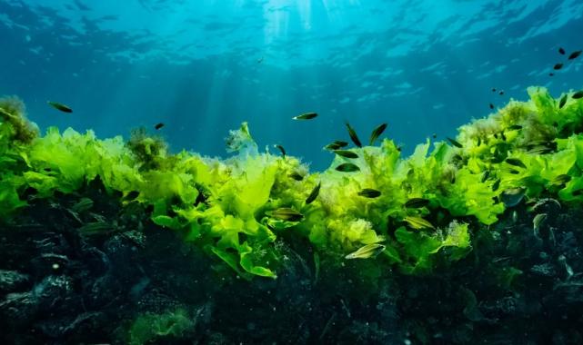 Prof. Dr. Sarı: Suya şaşı bakmayalım