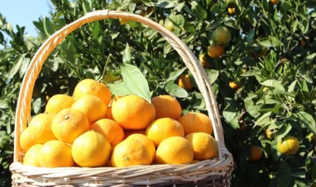 Tarım ürünleri üretici fiyatları yıllık yüzde 40,1 arttı… Aylıkta en yüksek artış turunçgillerde