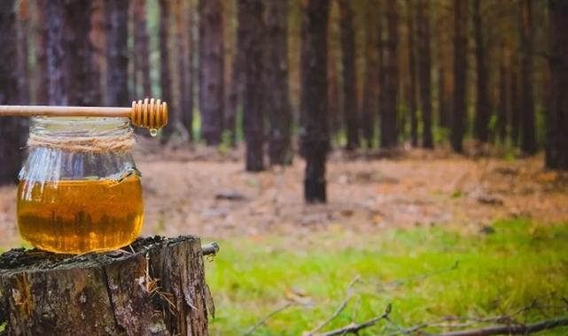 Türk çam balı için Ar-Ge atağı