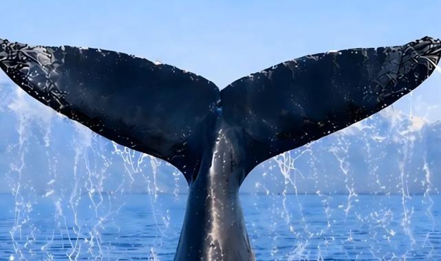 Türkiye, Uluslararası Balinacılık Komisyonu’nda