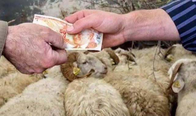 2026 Yılı Kurban Hizmetleri Tebliği ‘Resmi’leşti