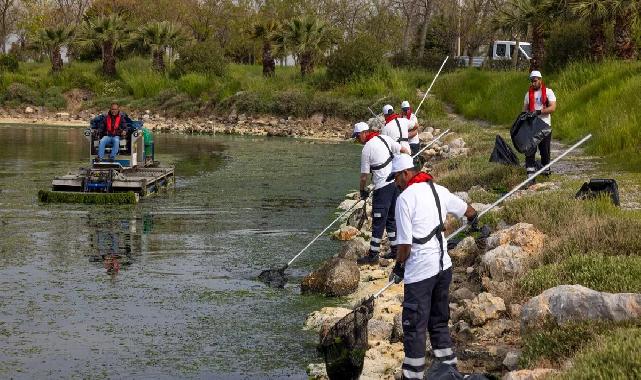 Çakalburnu Lagünü’nden Körfez’e yayılan yosunlara yoğun müdahale