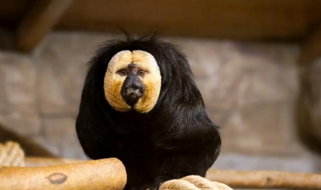 Eskişehir Hayvanat Bahçesi’ne 30 yeni tür kazandırıldı