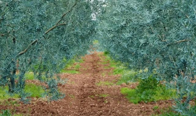 Eskişehir’de ‘Dorlion Zeytinyağı’ kalitesini ödüllerle tescilledi