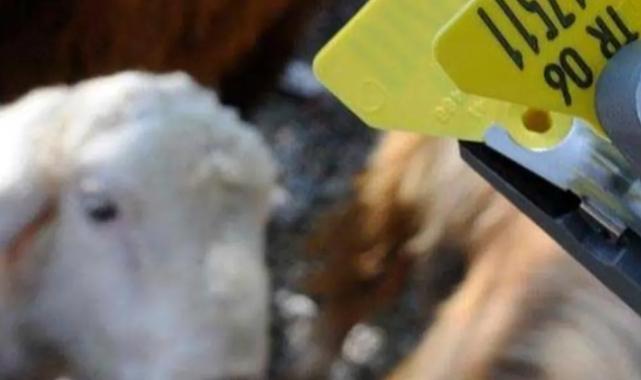 Hayvan sahiplerine aşı ve küpe ücretlerinde önemli ayar… O ücretler desteklemeden düşecek