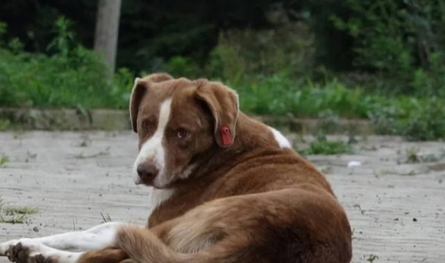 İstanbul Valiliği’nden belediyelere ‘sokak köpeği’ talimatı