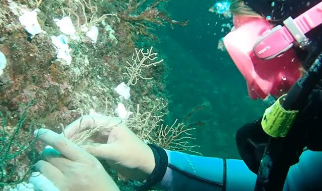 Marmara’da mercan seferberliği! Hasarlı resifler yeniden canlanacak