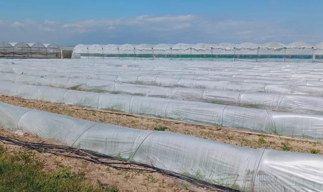 Mersin’de ‘marul tarlada kaldı’ iddiasına yalanlama