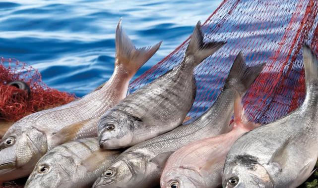 Su ürünleri ilk çeyrekte ihracatını yüzde 24 artırdı… Levrek liderliğini sürdürdü