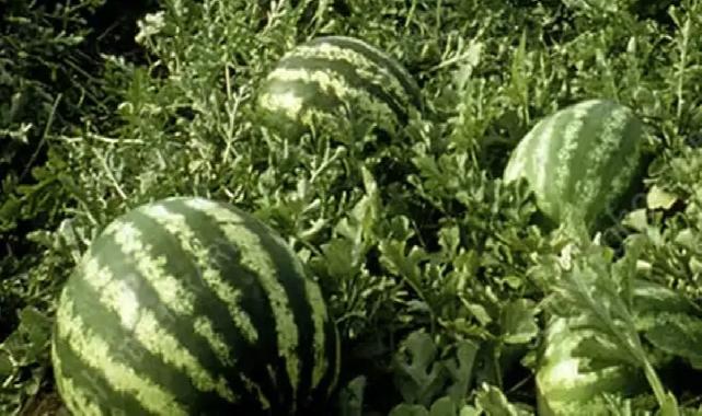 Tarım ÜFE’de yıllık artış yüzde 36,09’a ulaştı