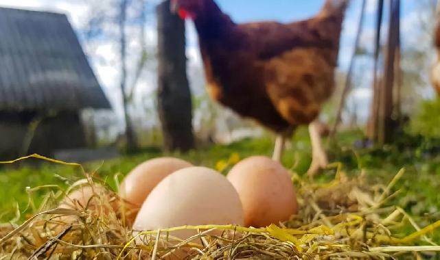 Tavuk eti ve yumurta üretiminde düşüş